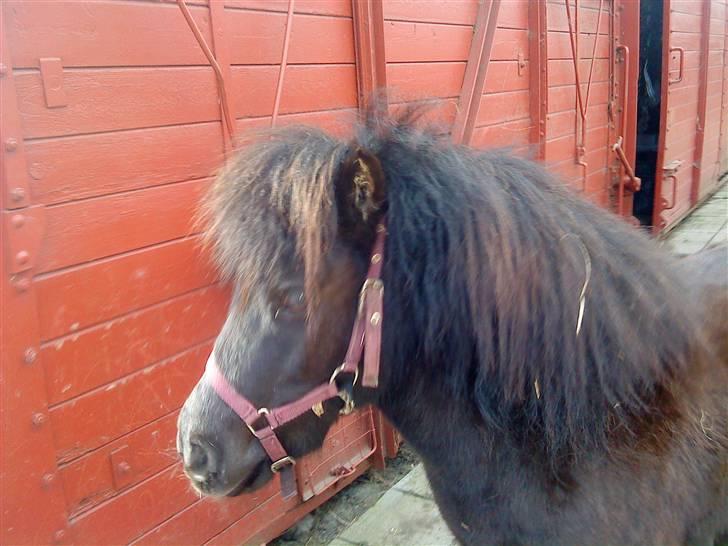 Anden særlig race Trille PASSER billede 9