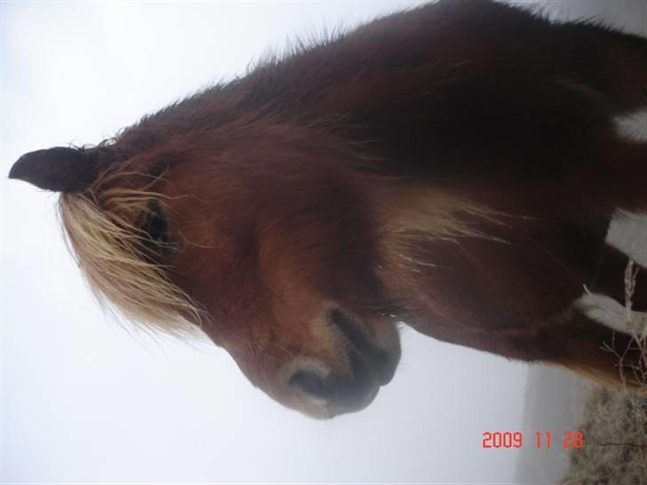 Islænder Chasi the horse of heaven - rest in peace my love - gud billede 15