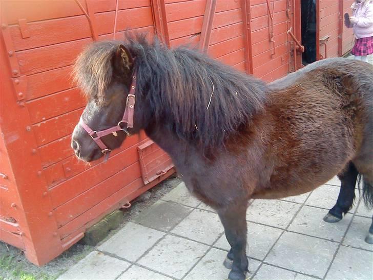 Anden særlig race Trille PASSER billede 10