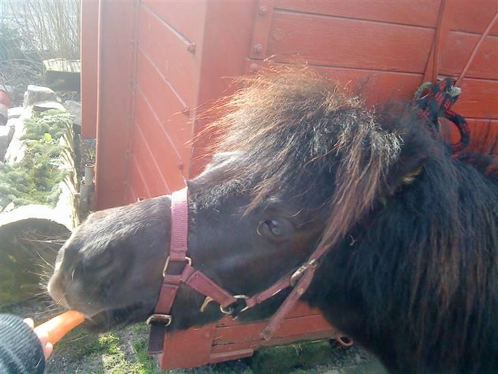 Anden særlig race Trille PASSER billede 11