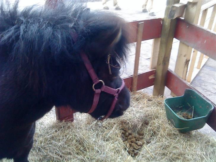 Anden særlig race Trille PASSER billede 12