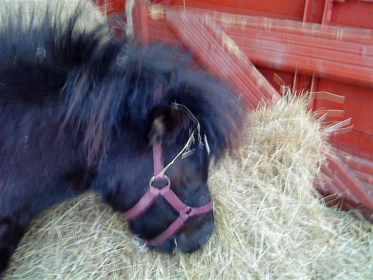 Anden særlig race Trille PASSER billede 13