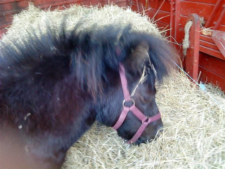 Anden særlig race Trille PASSER billede 14