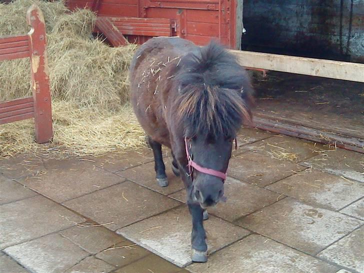Anden særlig race Trille PASSER billede 15