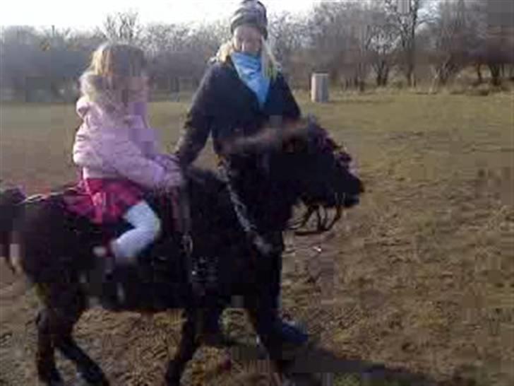 Anden særlig race Trille PASSER billede 16