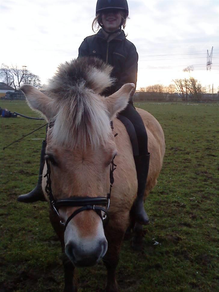 Fjordhest Tøsen billede 12