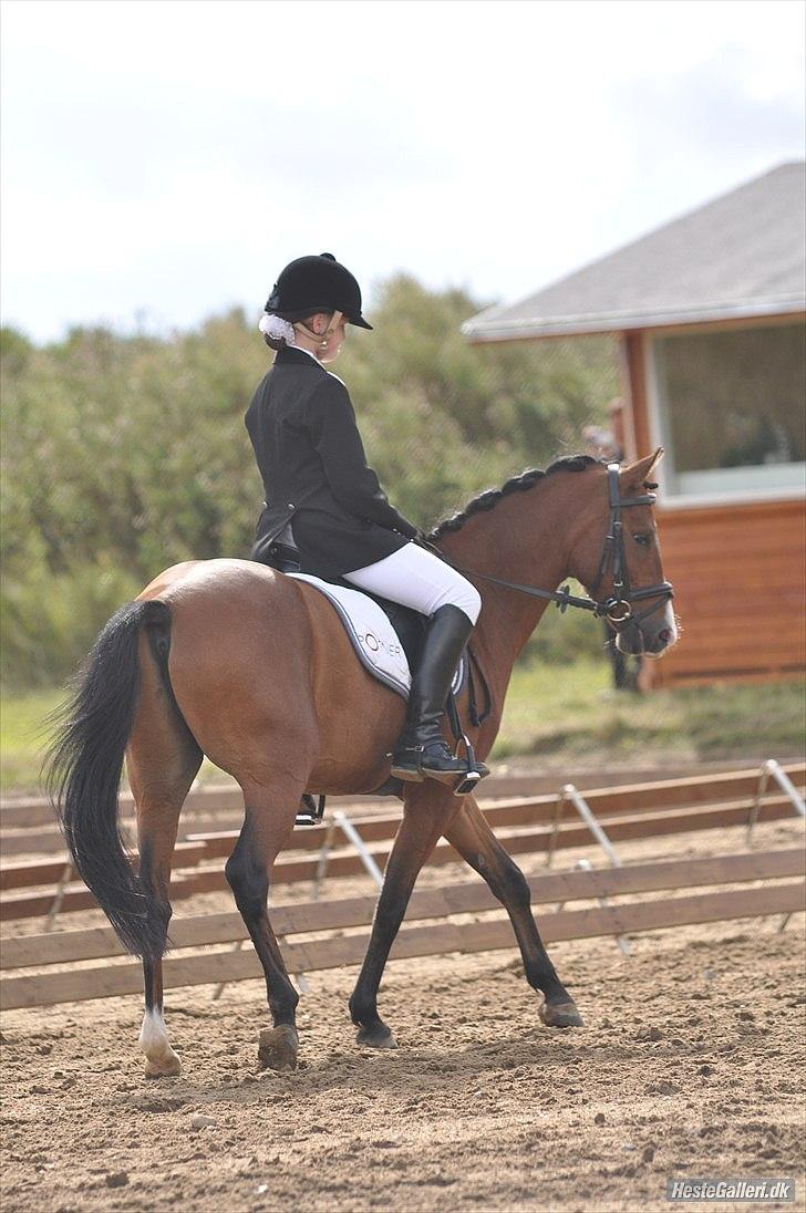 DSP Lundgårds Adonis  - {12} Adonis & Maria i Guldager. FOTO: CVJ-FOTO billede 13