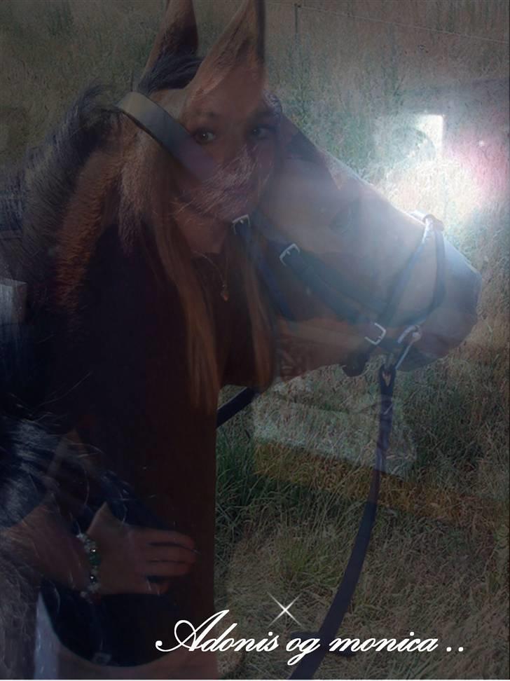 DSP Lundgårds Adonis  - {13}  billede 14