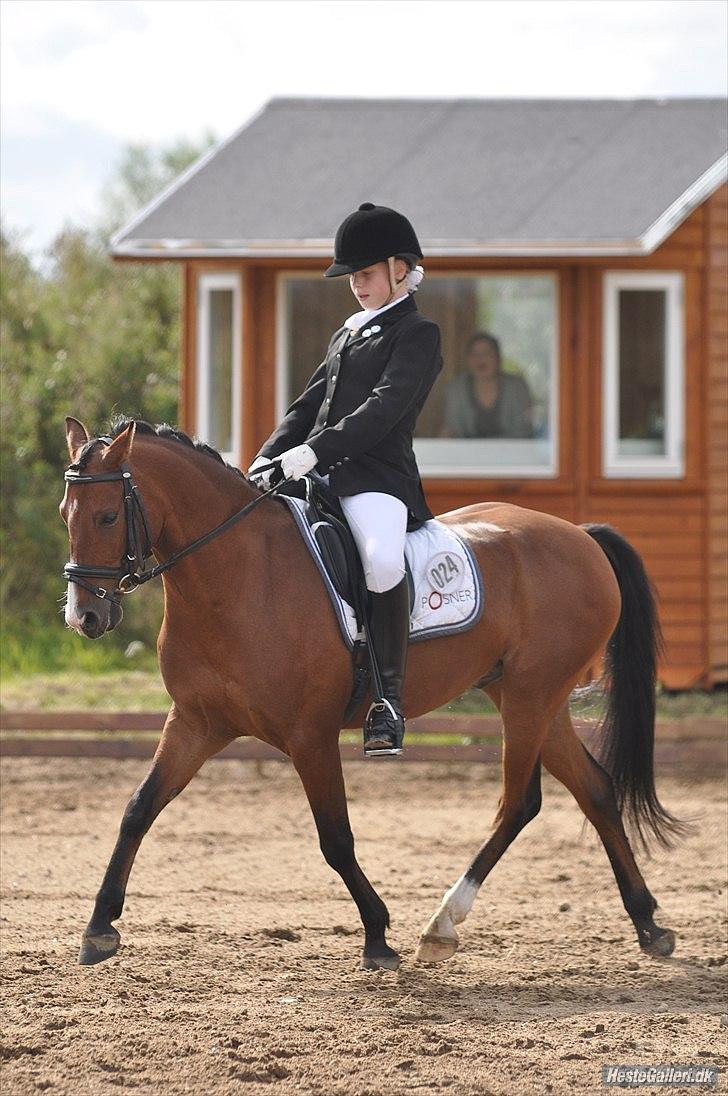 DSP Lundgårds Adonis  - {14} Adonis & Maria i Guldager. FOTO: CVJ-FOTO billede 15