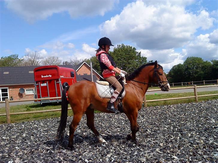 DSP Lundgårds Adonis  - {16}  billede 16