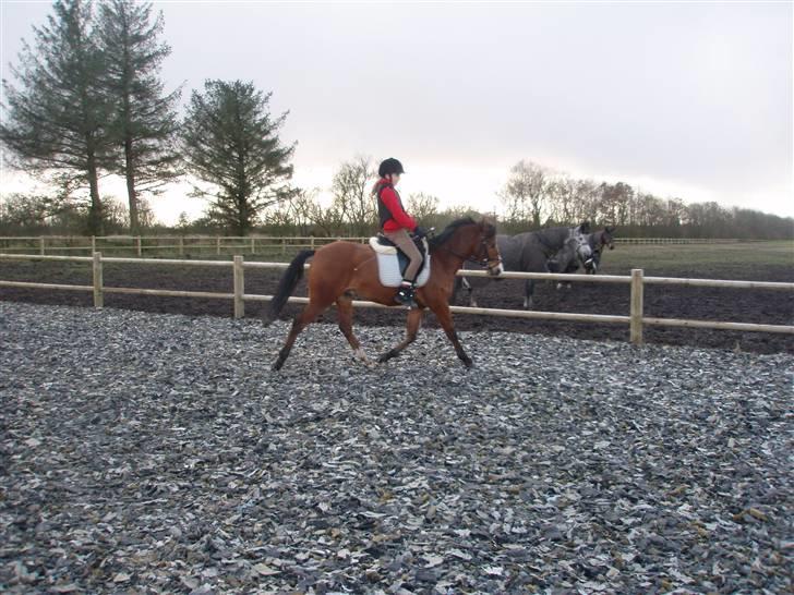 DSP Lundgårds Adonis  - {17}  billede 17