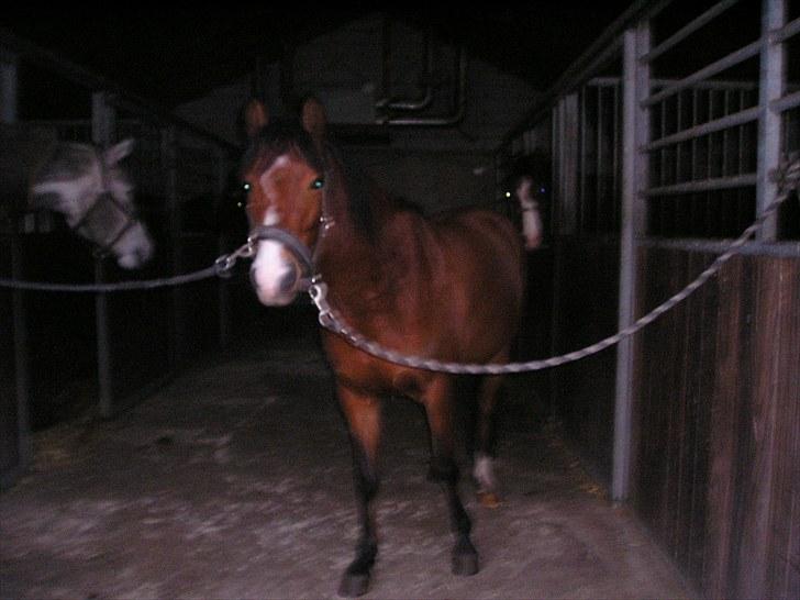 DSP Lundgårds Adonis  - {18}  billede 18