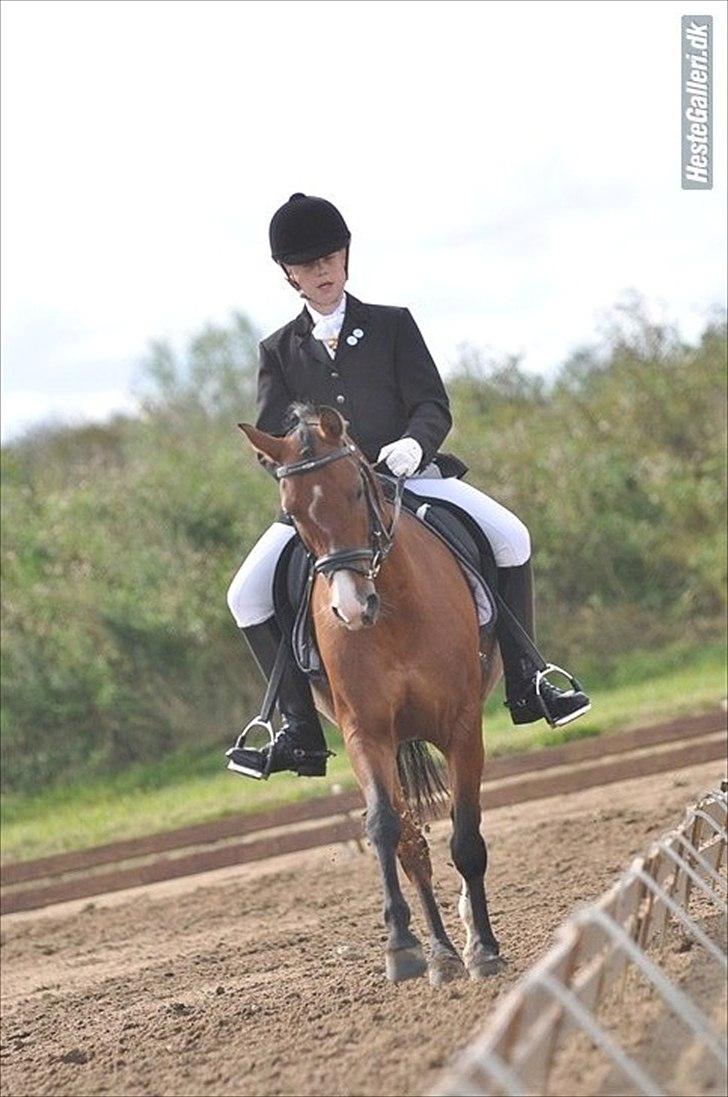 DSP Lundgårds Adonis  - {19} Adonis & Maria i Guldager.  FOTO: CVJ-FOTO billede 19