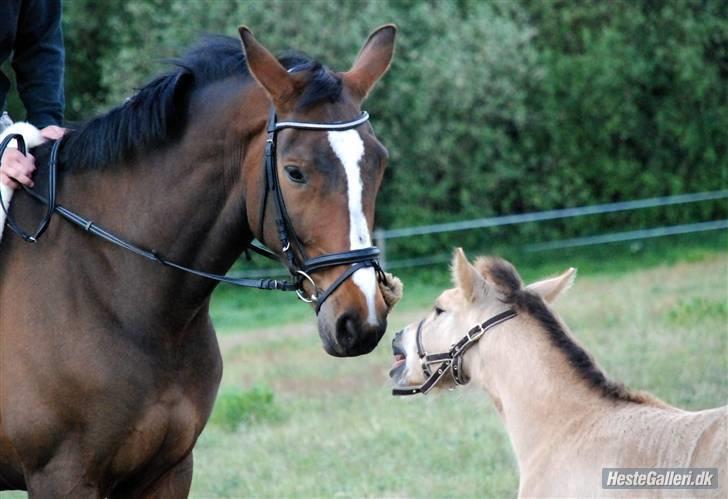 Dansk Varmblod Louisianna *R.I.P* <3  billede 14