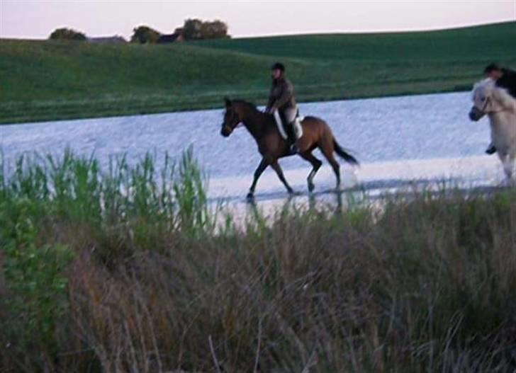 Dansk Varmblod Louisianna *R.I.P* <3  - i søen for første gang, sammen med Mulle, og føllebølle Maiden  :D det var feeedt :D   og de nød det virkelig alle samen !! billede 15