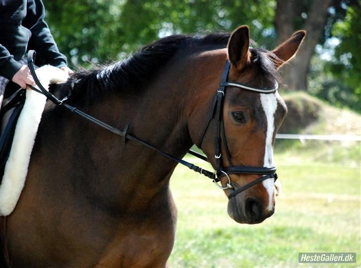 Dansk Varmblod Louisianna *R.I.P* <3  billede 16