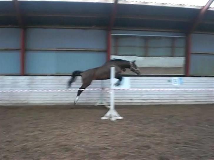 Dansk Varmblod Louisianna *R.I.P* <3  billede 17