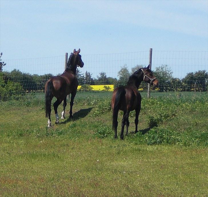 Dansk Varmblod Louisianna *R.I.P* <3  - lussi, og challenger har fundet noget spændende..D 01/06-10 billede 18