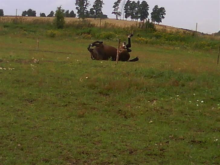 Dansk Varmblod Louisianna *R.I.P* <3  billede 19