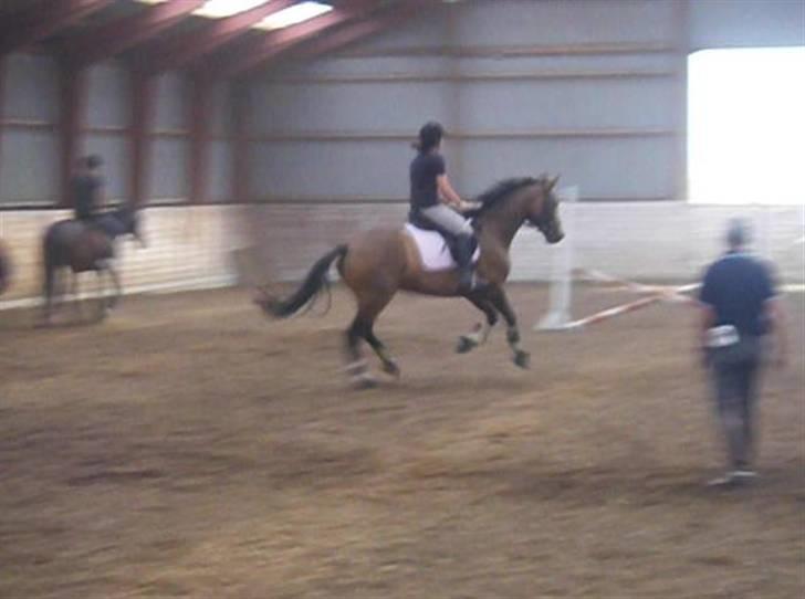 Dansk Varmblod Louisianna *R.I.P* <3  - spring undervisning..  billede 20