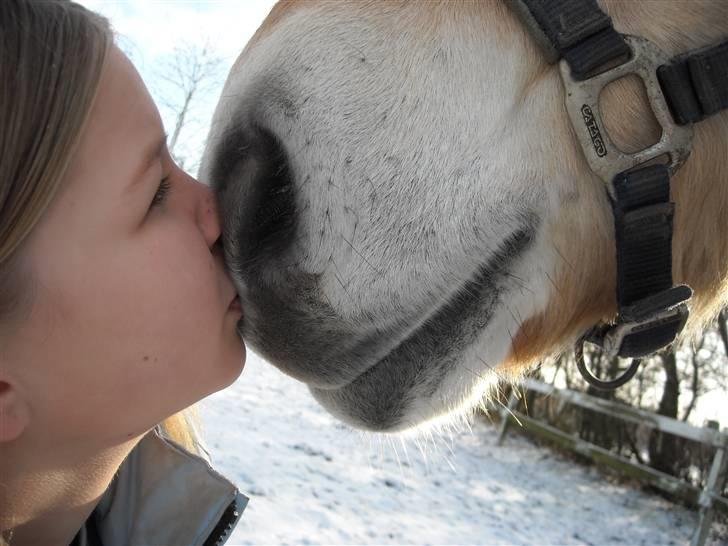 Fjordhest Ollie savner dig<3 - kysser smukke  billede 3
