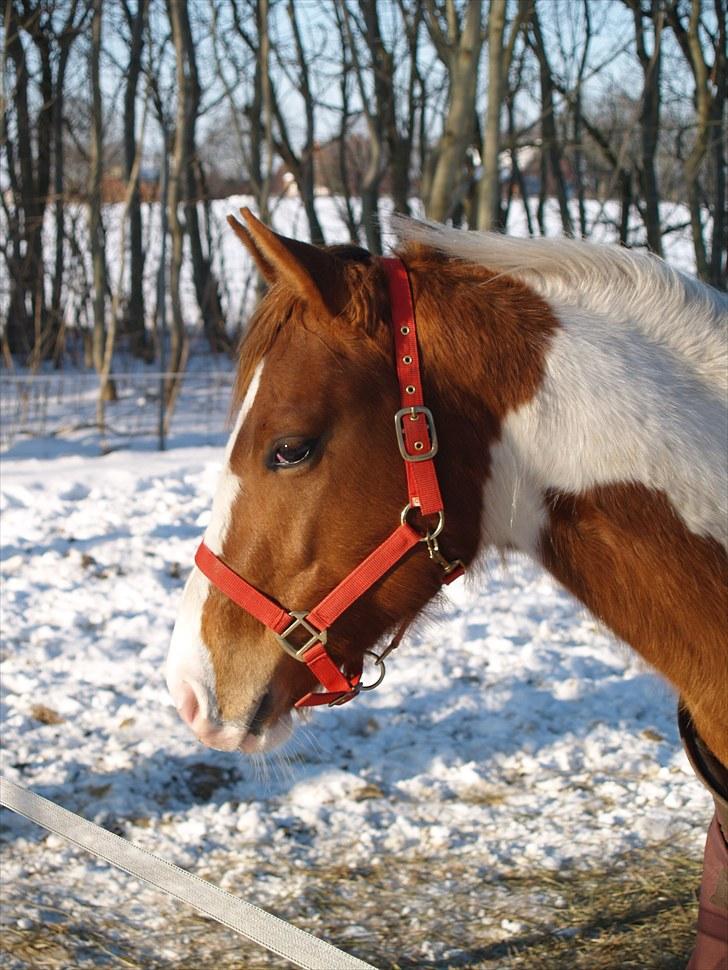 Paint Hawthorns Amber - Hawthorns Amber billede 1