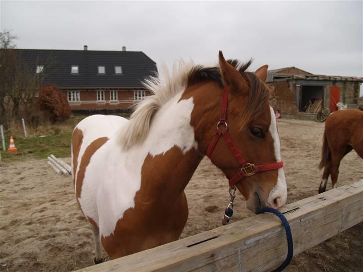 Paint Hawthorns Amber billede 2