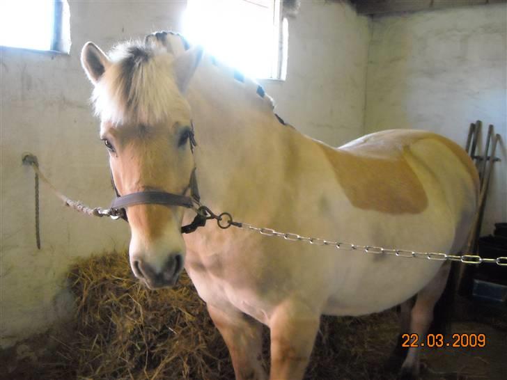 Fjordhest Ollie savner dig<3 - ollie i stalden  billede 7