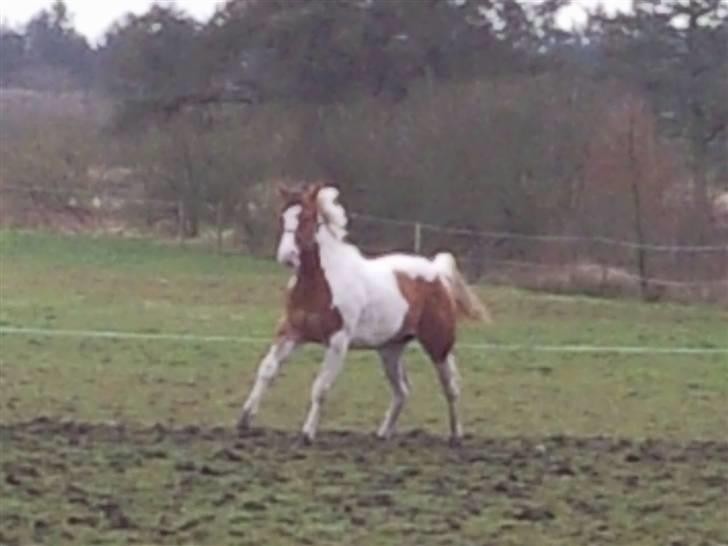 Paint Hawthorns Amber billede 3