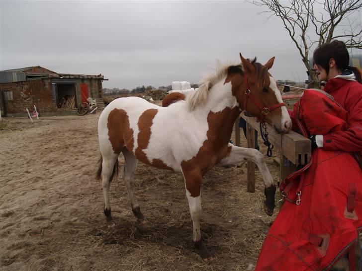 Paint Hawthorns Amber billede 4