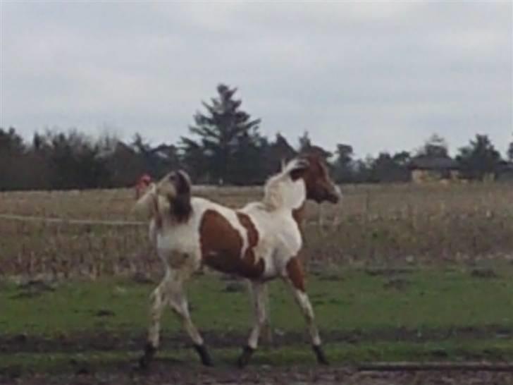 Paint Hawthorns Amber billede 5