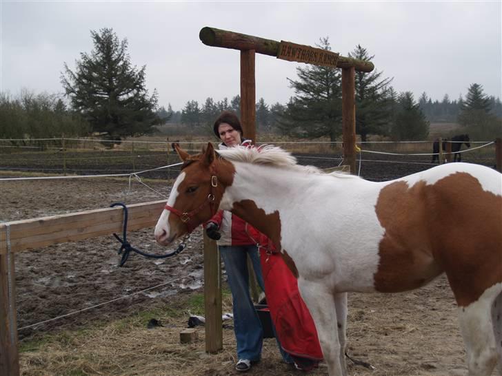 Paint Hawthorns Amber billede 9