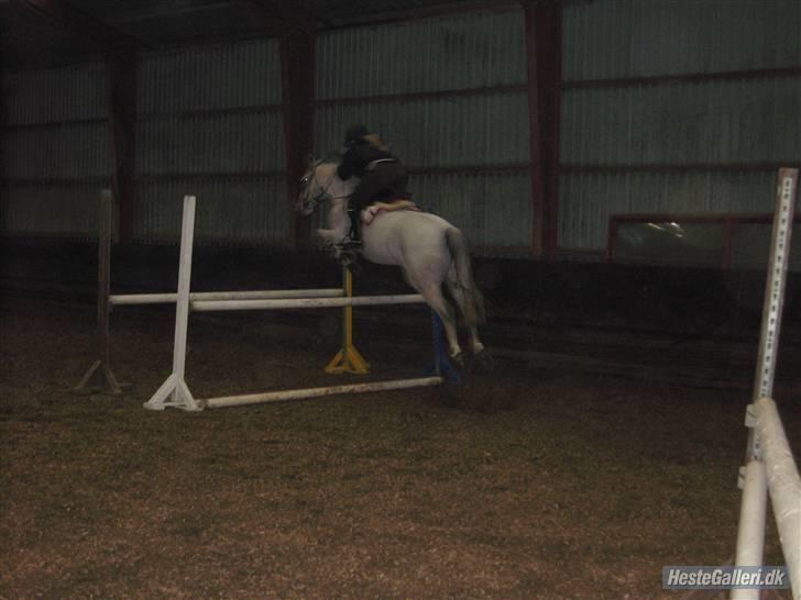 Connemara | Jenny'S Rocket  - SEJE xD billede 8