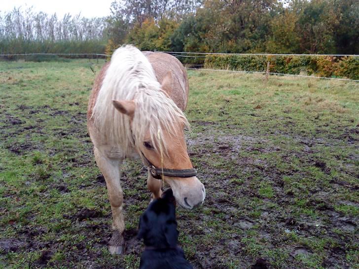 Anden særlig race Basse - Basse hilser lige på min hund Mudde billede 13