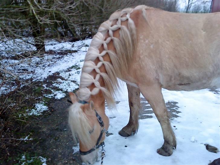 Anden særlig race Basse billede 14