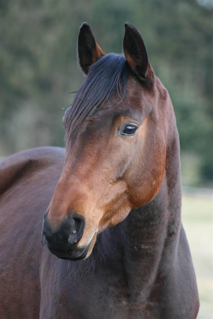 Anden særlig race The Royal Angel billede 20