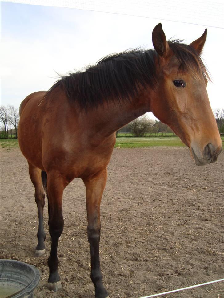 Traver Stutteri Byvangs Revenna! - Lillepigen <3 billede 6