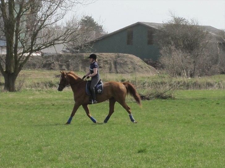 Mecklenburger Orff billede 3