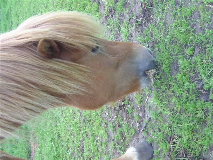 Islænder Chasi the horse of heaven - rest in peace my love billede 16