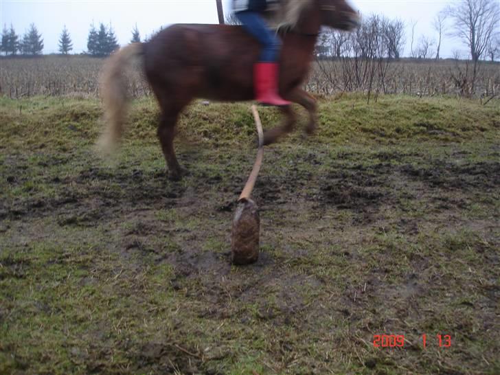 Islænder Chasi the horse of heaven - rest in peace my love billede 17