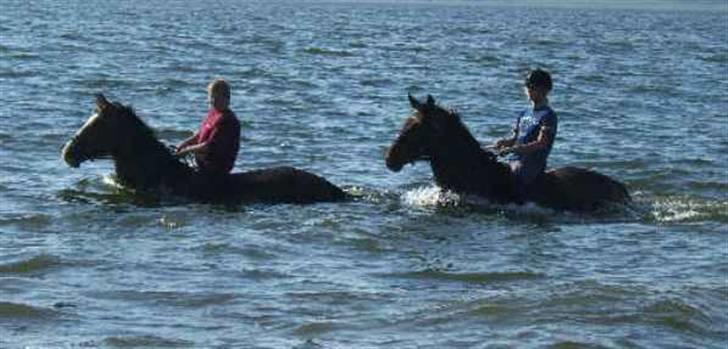 Polsk Varmblod kasia *R.I.P* billede 9