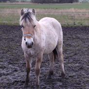 Fjordhest Schelhase's Confekt