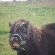 Shetlænder Peanut