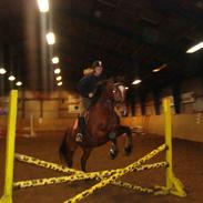 Dansk Varmblod Lansonna [solgt]