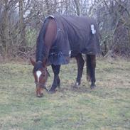 Dansk Varmblod Lansonna [solgt]