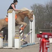 Haflinger santana RH ( Haffe! )