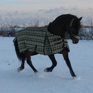 Holstener limaro(ikke min mere)