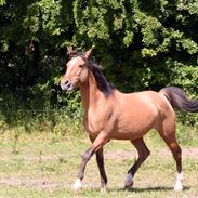 Anden særlig race Lady Godiva |død|