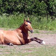 Anden særlig race Lady Godiva |død|