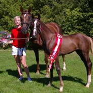 Dansk Varmblod Duné